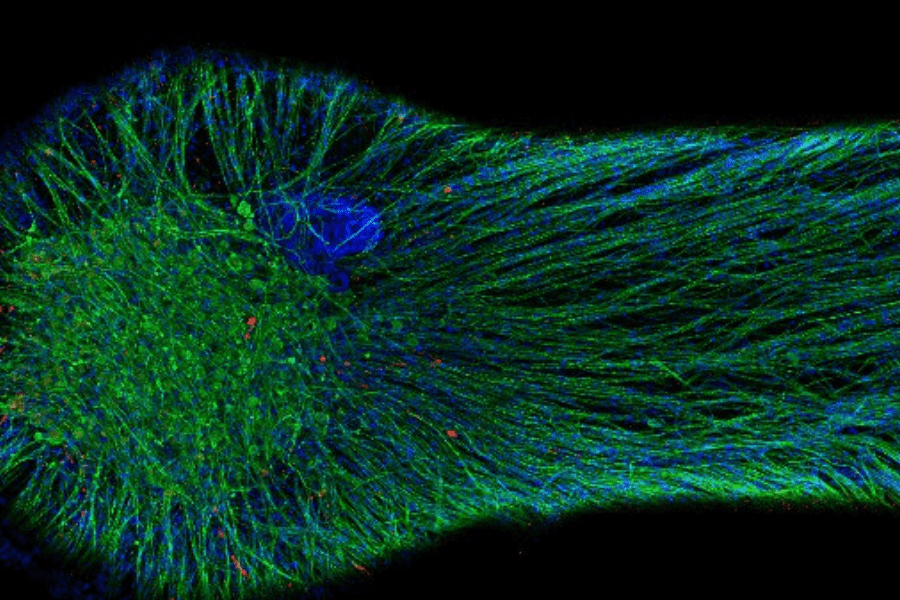 Engineering a 3D functional human peripheral nerve in vitro using the Nerve-on-a-Chip platform Featured Image