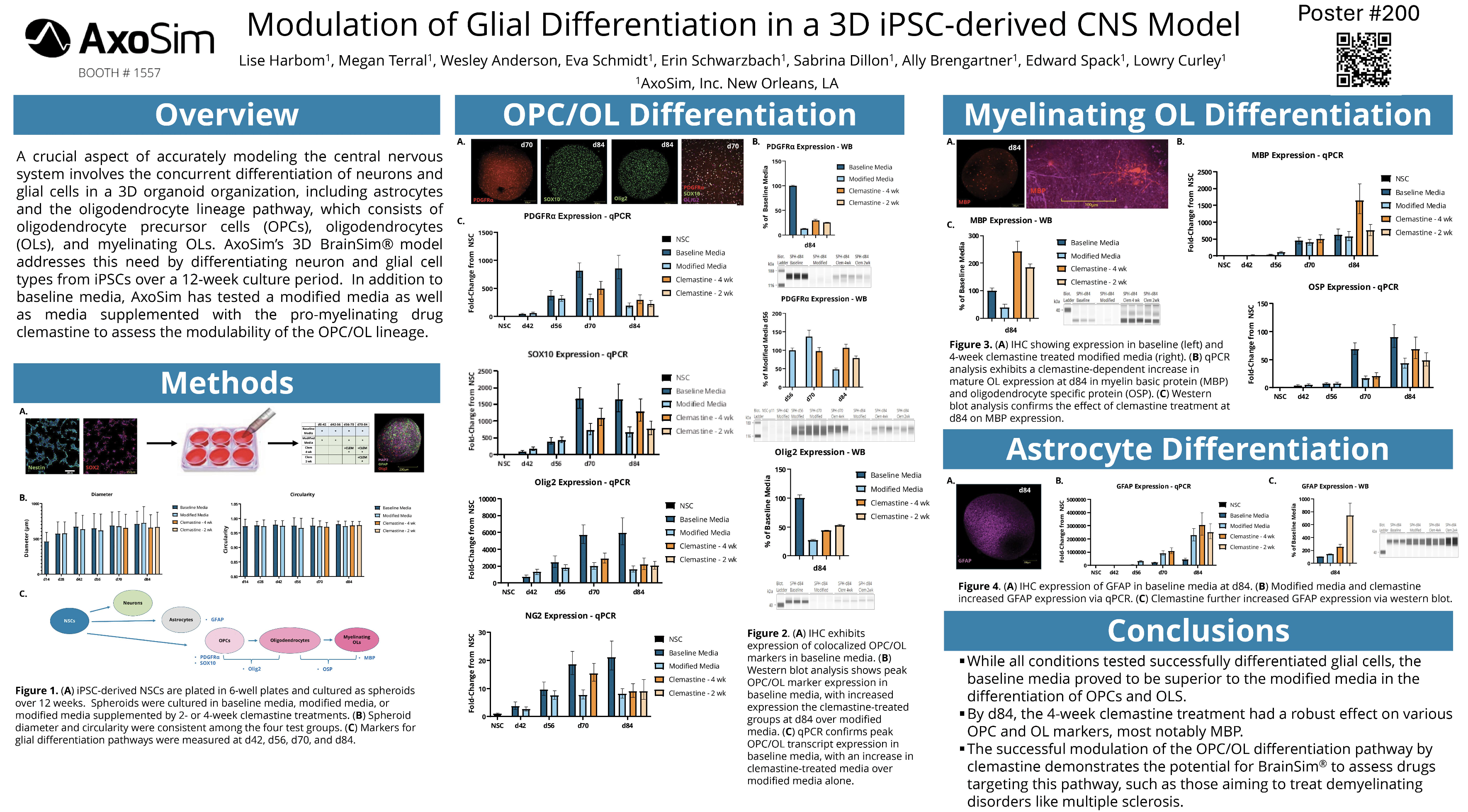 Modulation of Glial Differntiation in a 3D iPSC-derived CNS Model